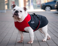 Thumbnail for English Bulldog wearing the Great White North coat in Classic Red